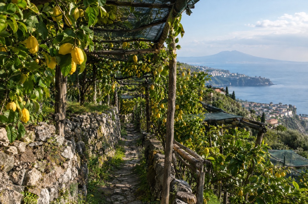 Sentiero tra le limonaie della Penisola Sorrentina
